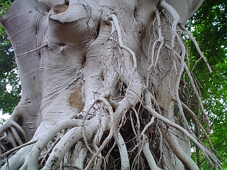 Rose Bay roots