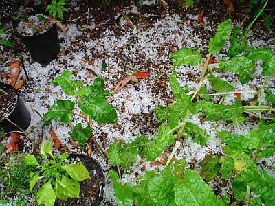 2004-11-13_gore-hail05.jpg