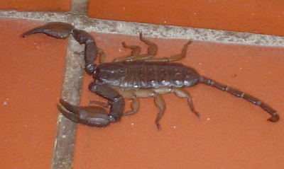 2006-03-24_scorpian.jpg